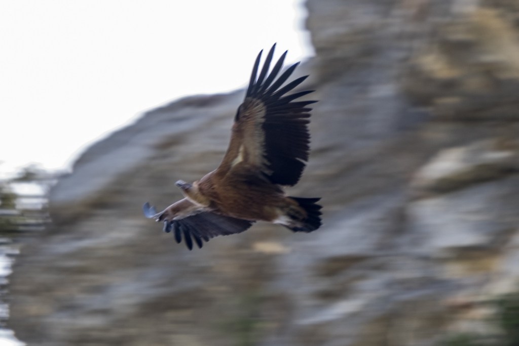 Griffon Vultures in&nbsp;Andalucía