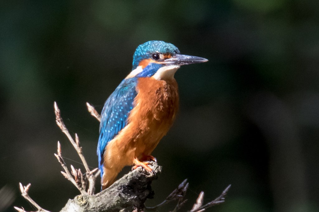 5th May 2016 Snuff&nbsp;Mills