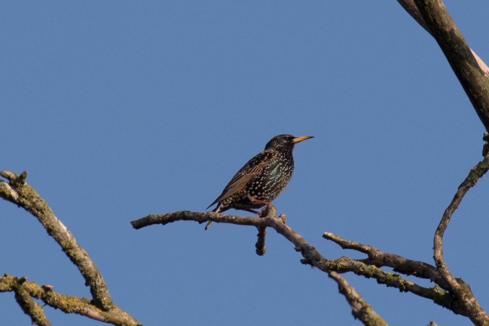 17988129432_db795284cf_o