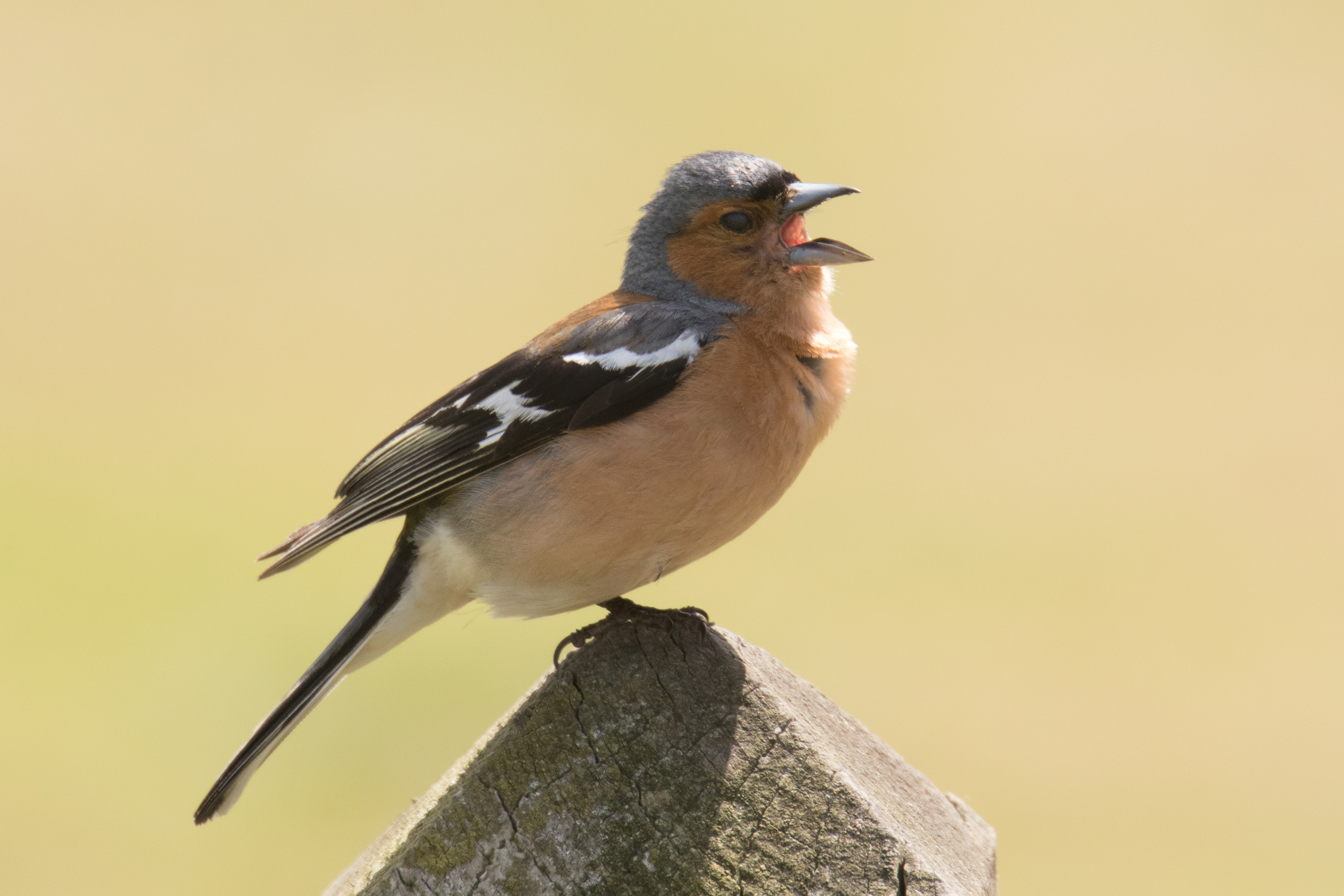 18525239162_989acf6c49_o