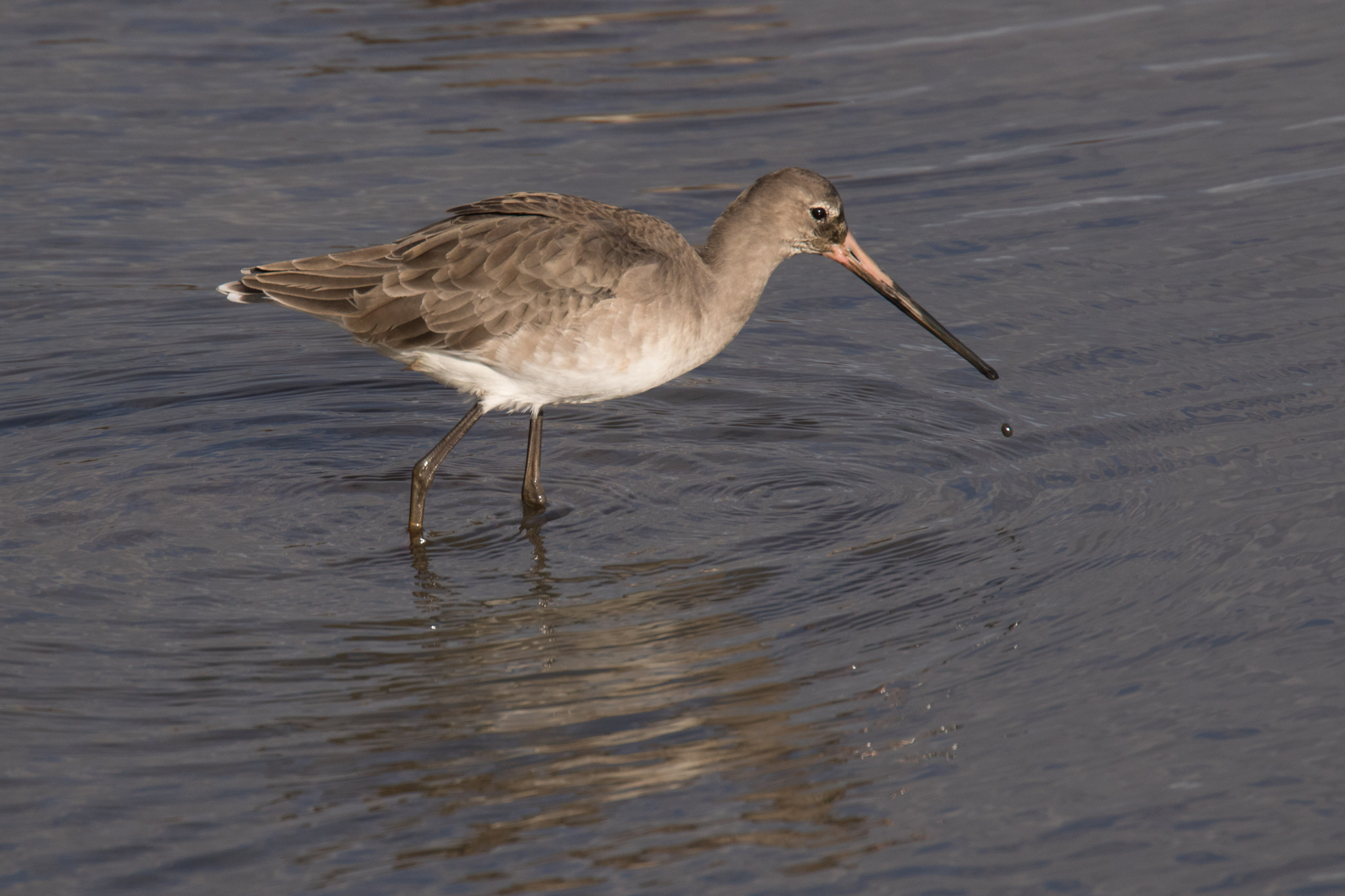 22227834309_06a97cd2ed_k