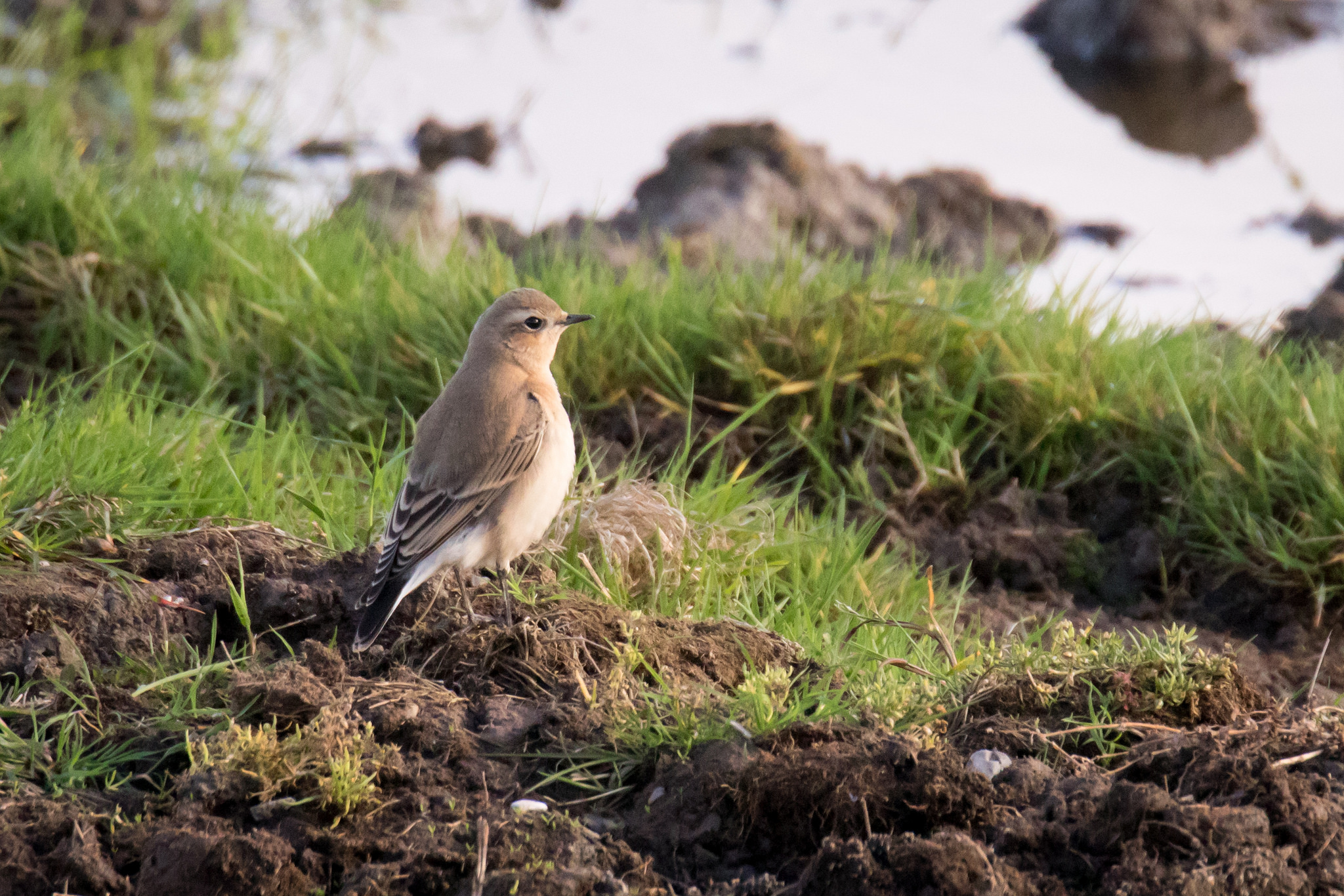 22308569355_100e07c7bd_k