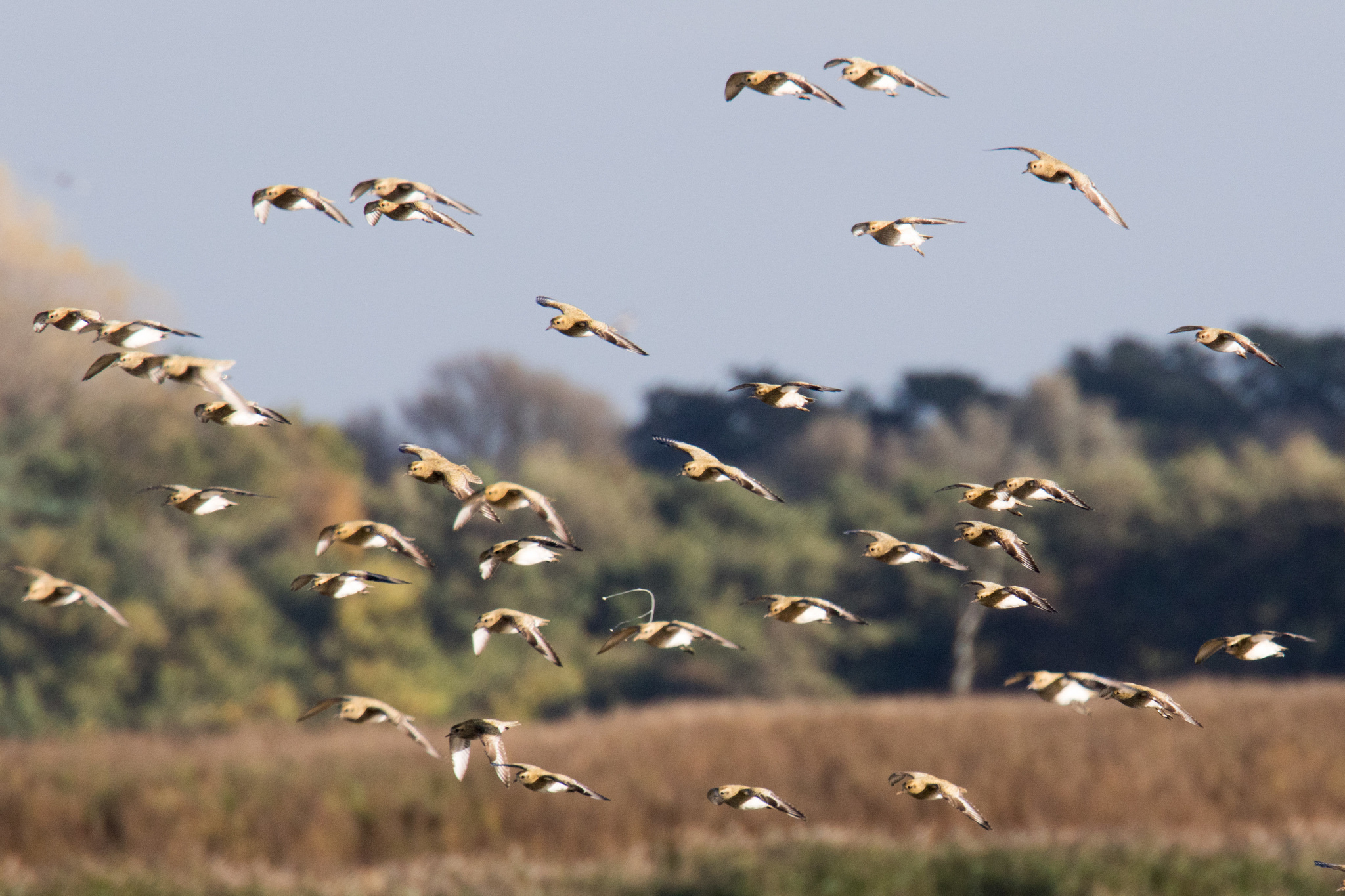 22388573686_7442c17ac2_k