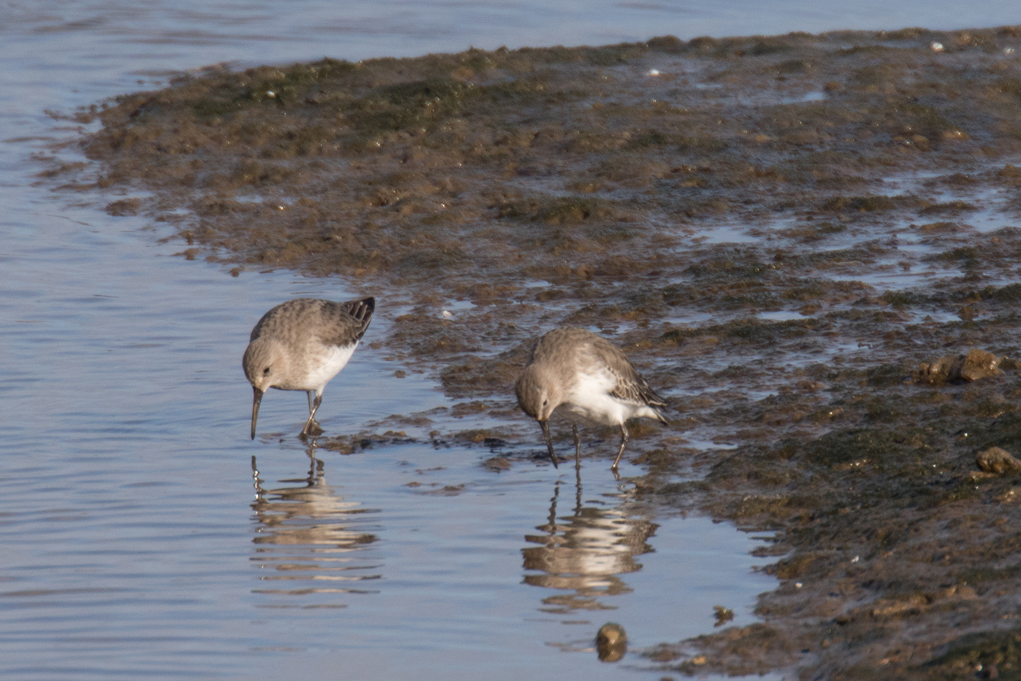 22388631536_b332c6cf71_k