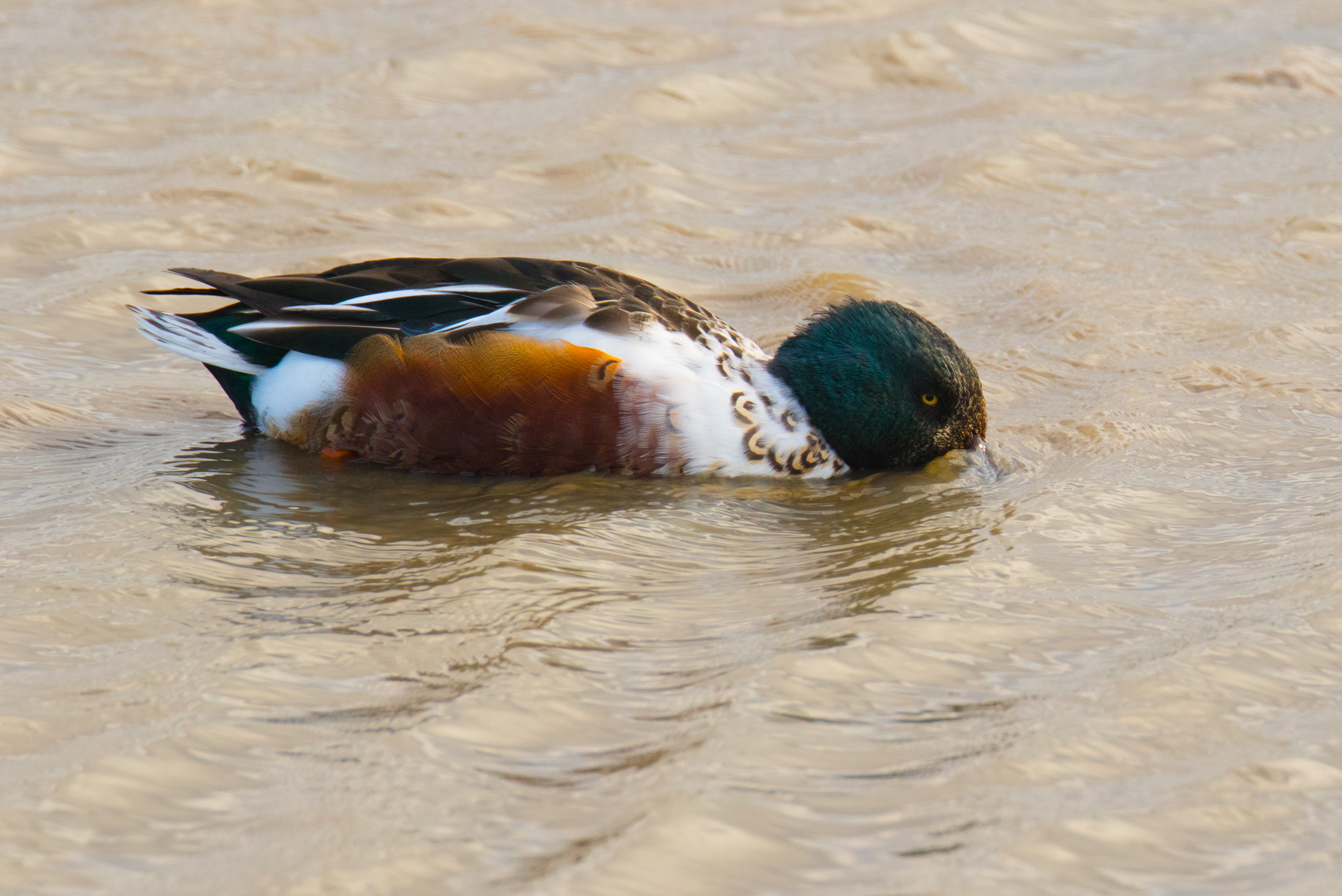 22401485172_55fc1e2306_k