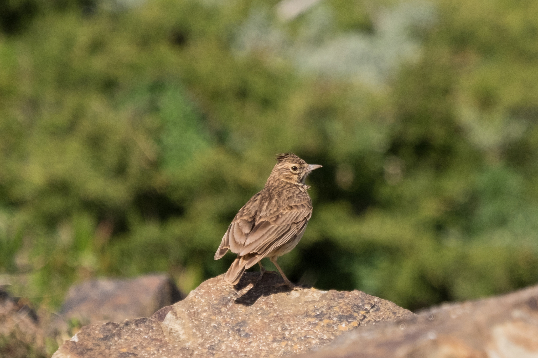 25385360052_32f3c9d115_k