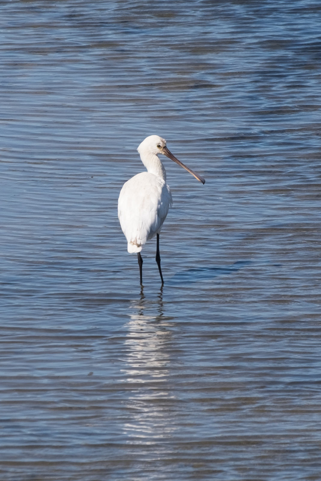 25503708685_19d001c3ca_h