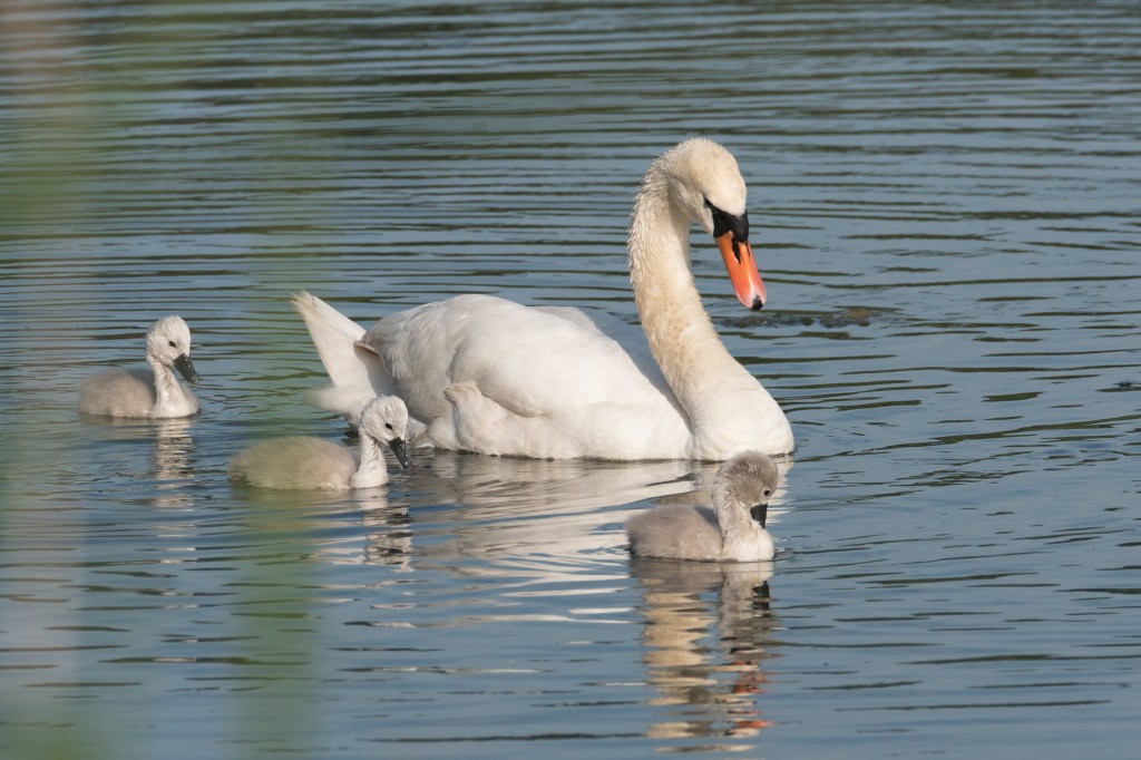 3rd June 2016 RSPB&nbsp;Conwy