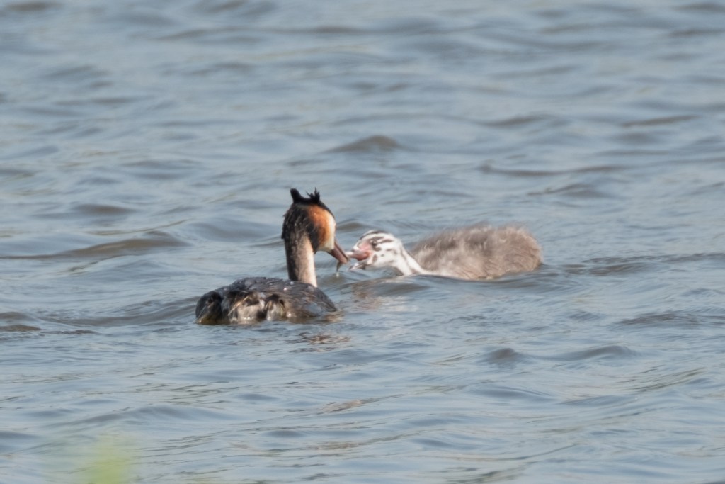 4th June 2016 RSPB Conwy and Bodnant&nbsp;Garden
