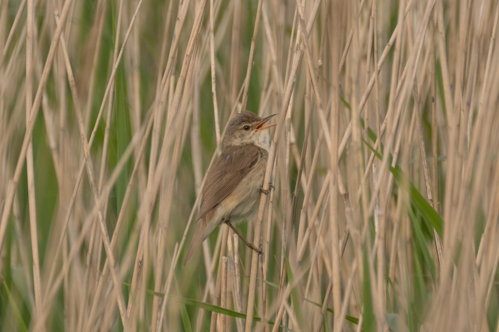 11th June 2016&nbsp;Walberswick