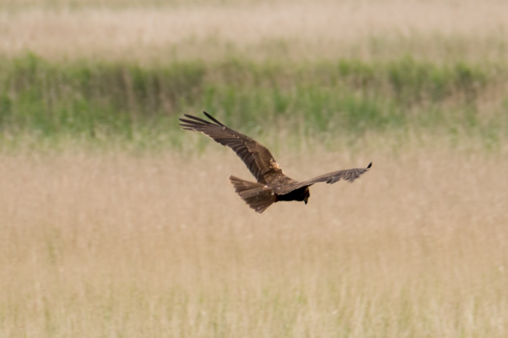 12th June 2016 RSPB&nbsp;Minsmere