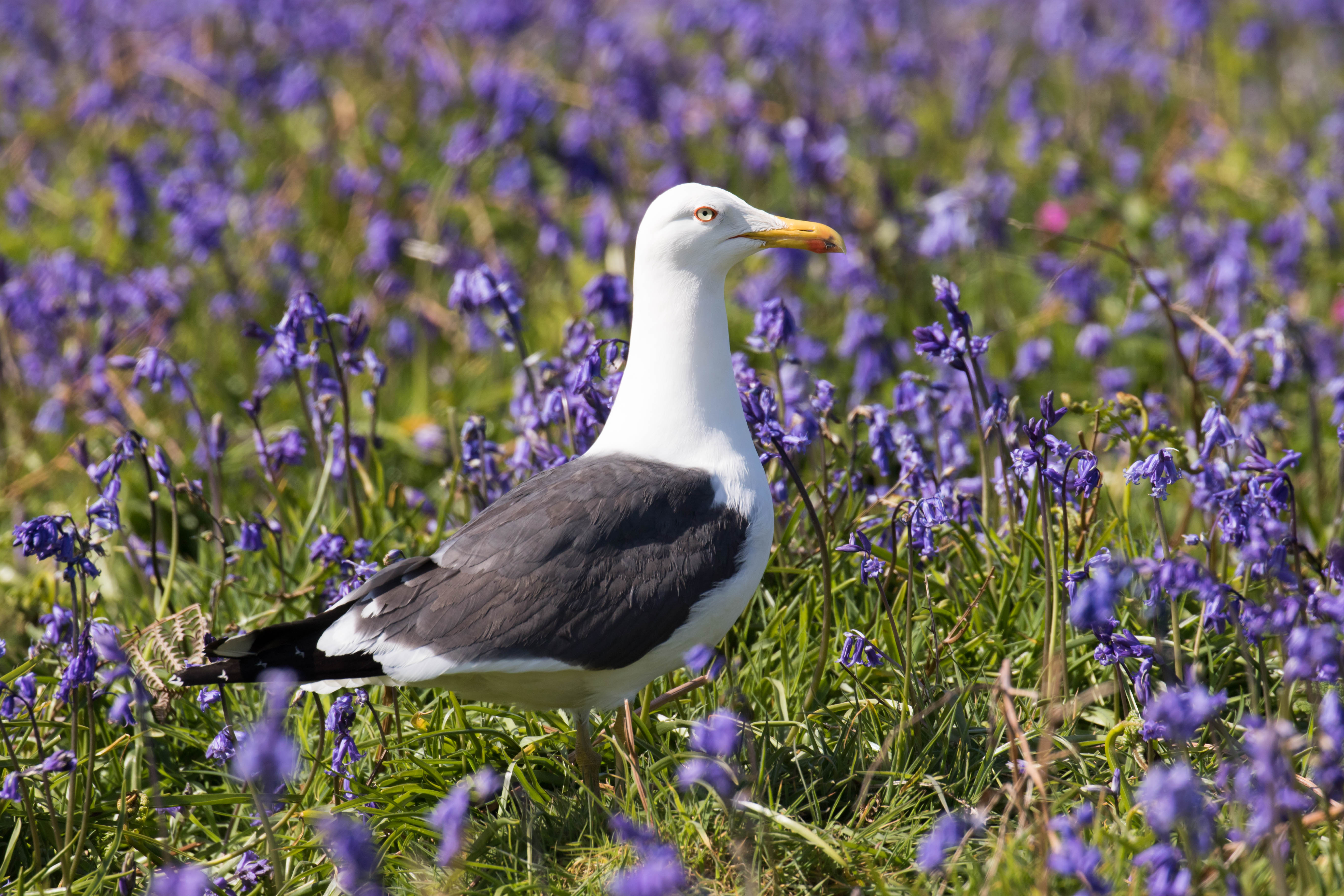 fp5a4075jpg_17802140936_o-2