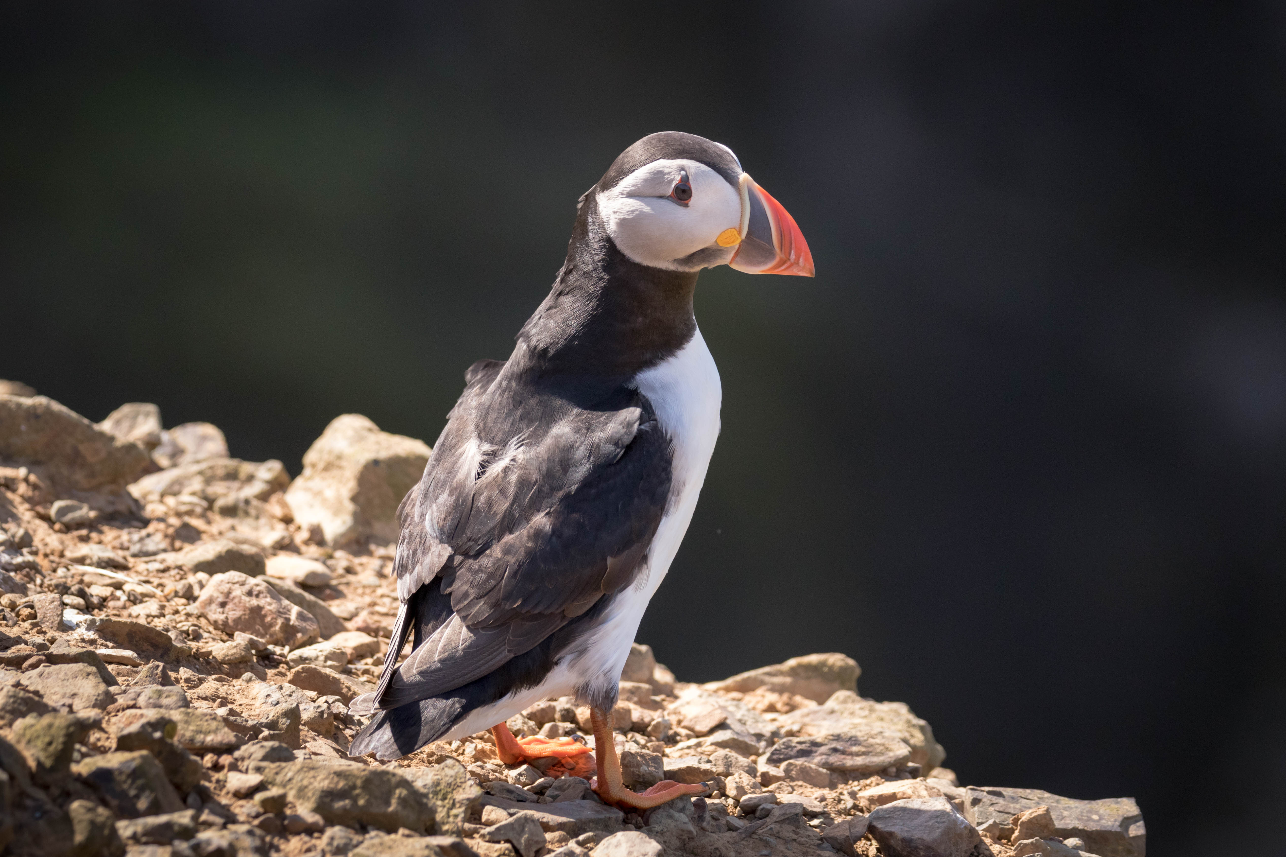 fp5a4094jpg_17205957814_o