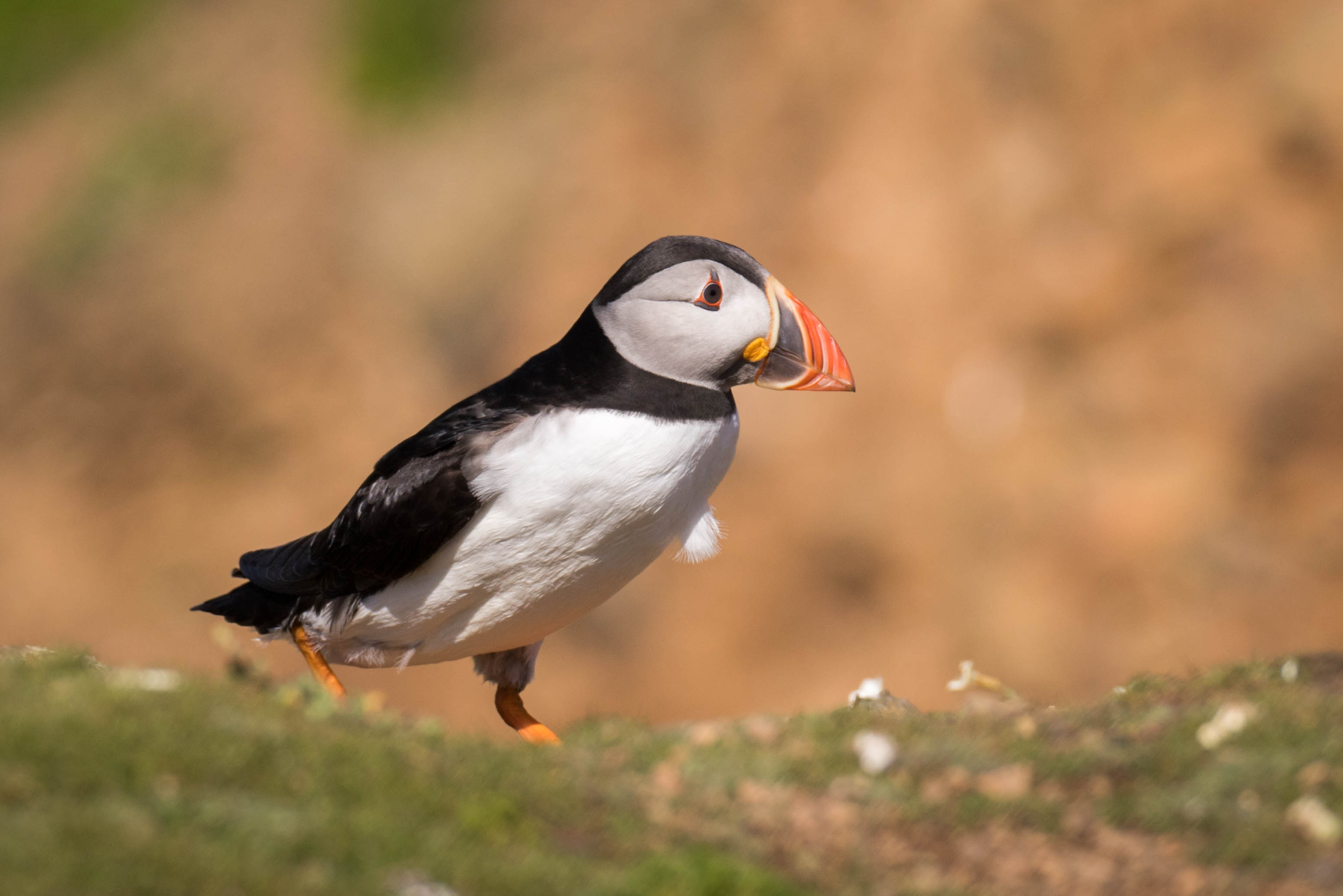 fp5a4129jpg_17642245339_o