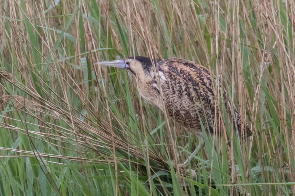 13th June 2016 RSPB&nbsp;Minsmere