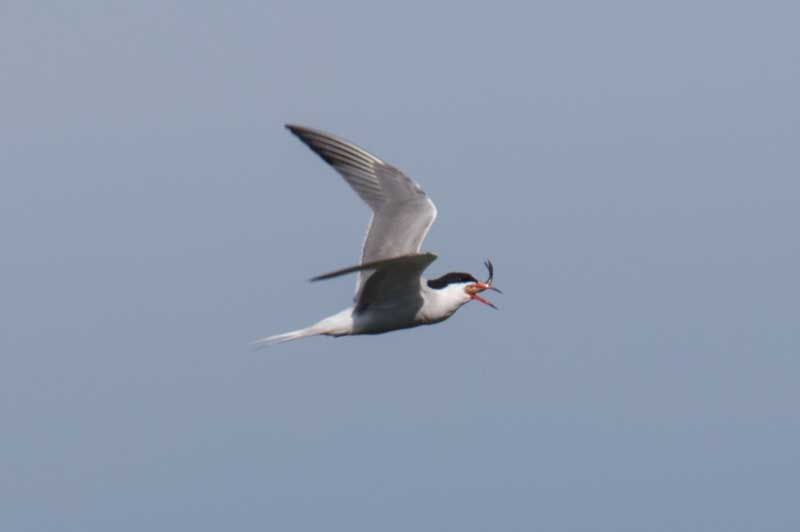 15th June 2016 Walberswick, Dunwich Heath and RSPB&nbsp;Minsmere