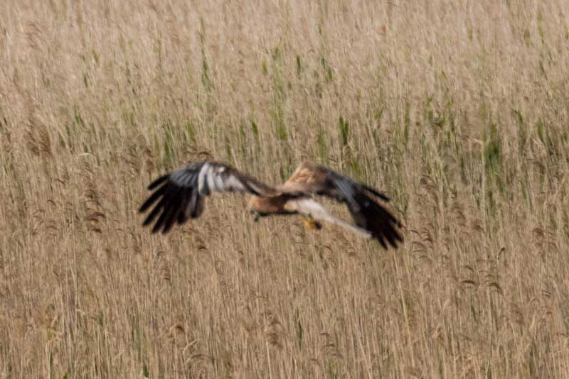 16th June 2016 RSPB&nbsp;Minsmere