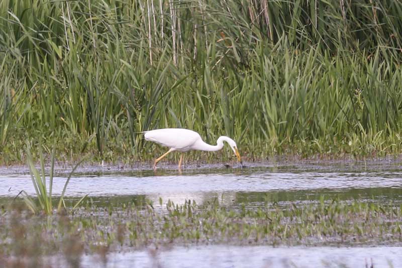 9th July 2016 Ham&nbsp;Wall