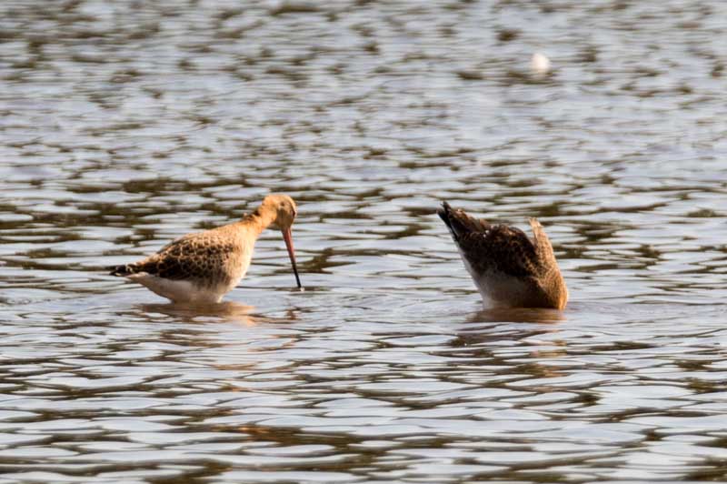 16th August 2016 Eastville Park and Chew Valley&nbsp;Lake