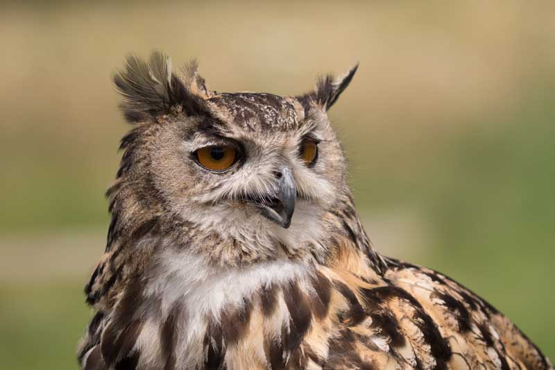 4th August 2016 North Somerset Bird of Prey&nbsp;Centre