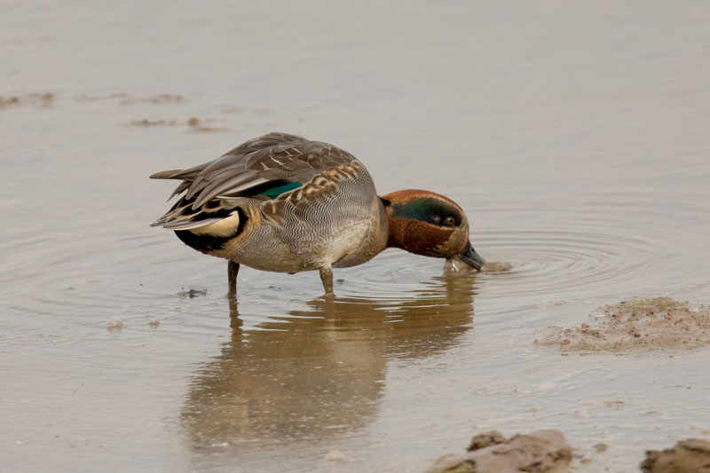 12th October 2016 – WWT&nbsp;Slimbridge