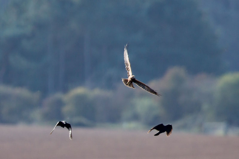 20th October 2016 – RSPB Minsmere and RSPB North&nbsp;Warren