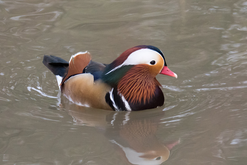 31051178893_106291837a_o