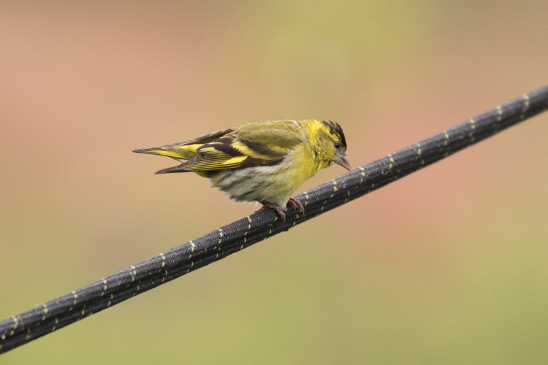 31393166010_73f698077b_o