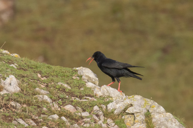 31473910600_6fc007e961_o