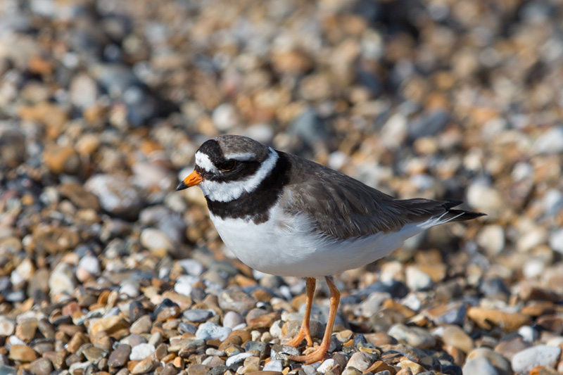 31629124271_8ba6ca0f86_o