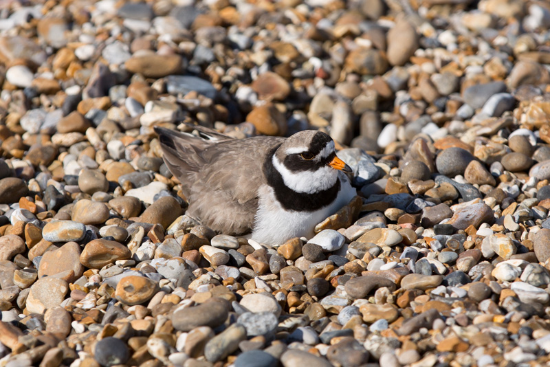 31629125781_9dd0a82edb_o