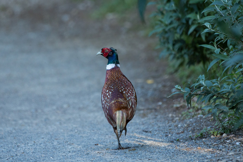 31707361676_d56f9c0cd7_o