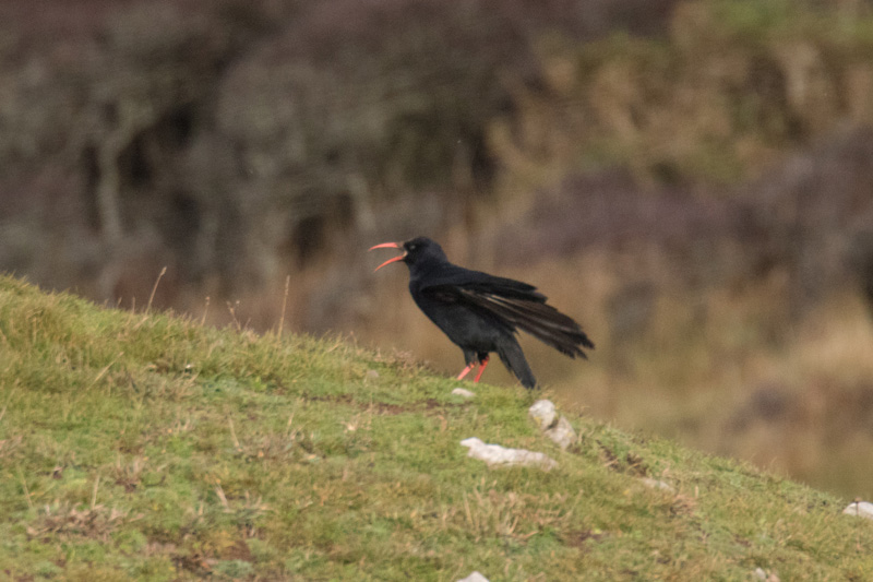 31808883776_f11a316eb9_o