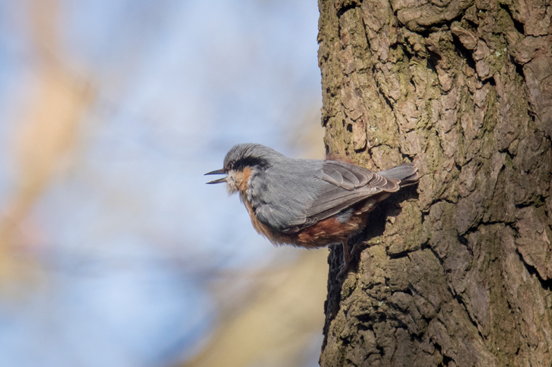 10th April 2017 – Graves Park&nbsp;Sheffield