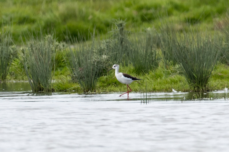 9th May 2017 – Severn&nbsp;Estuary
