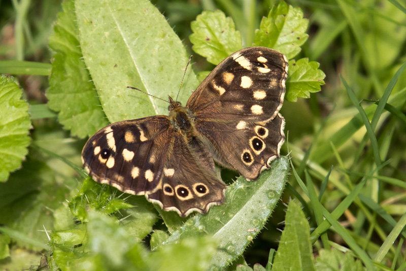 13th August 2017 – Cotswold Water&nbsp;Park