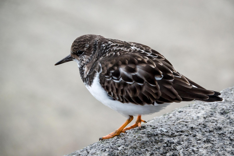 12th December 2017 – St Ives,&nbsp;Cornwall