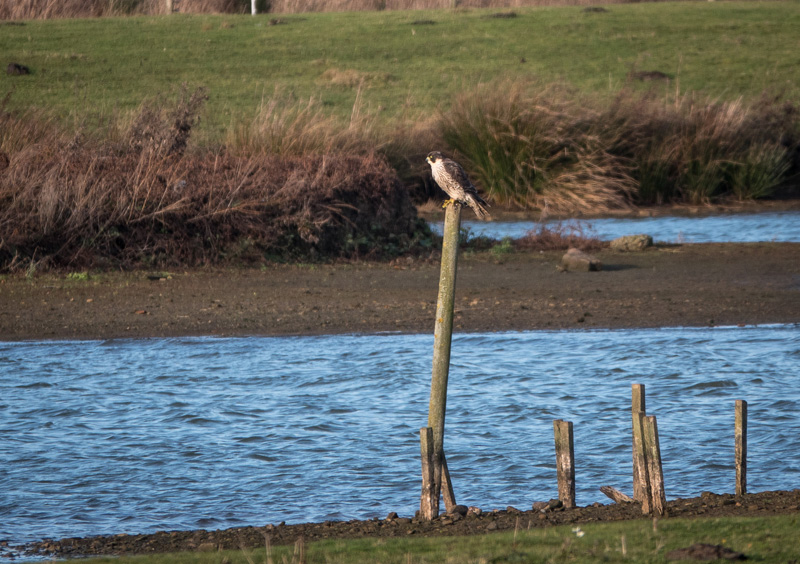 31st December 2017 – RSPB Dearne Valley Old Moor Nature Reserve,&nbsp;Yorkshire