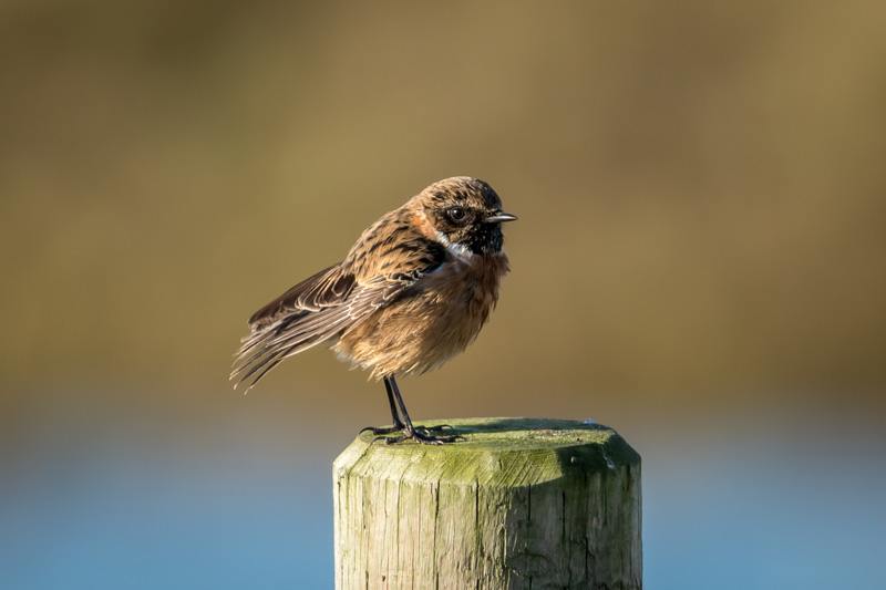 12th January 2018 – Suffolk&nbsp;Coast