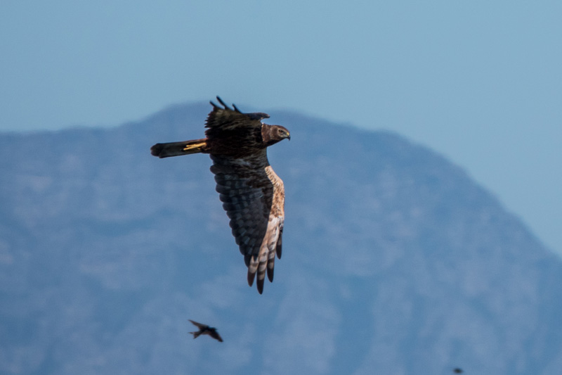 28th February 2018 – Rondevlei and False Bay Nature&nbsp;Reserves