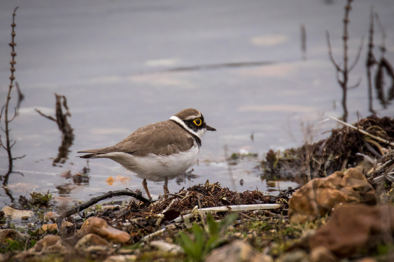 8th April 2018 – Blashford Lakes, Hampshire
