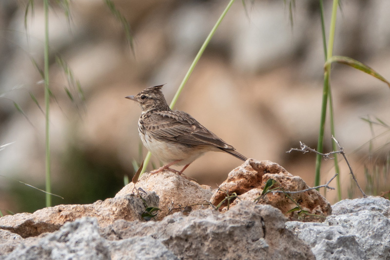 8th May 2018 –&nbsp;Menorca