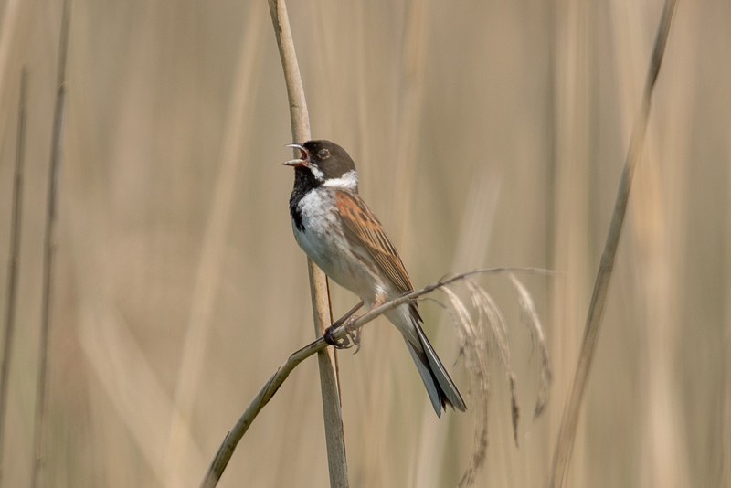 28th May 2018 – RSPB Ham&nbsp;Wall