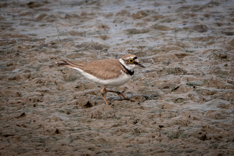 20th June 2018 – Holkham Hall and RSPB Titchwell&nbsp;Marshes