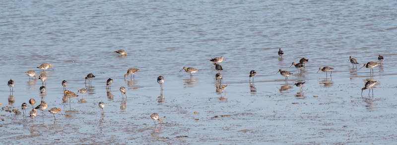 23rd August 2018 – New Passage, Severn&nbsp;Estuary