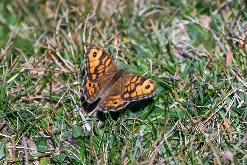 DSCF1669