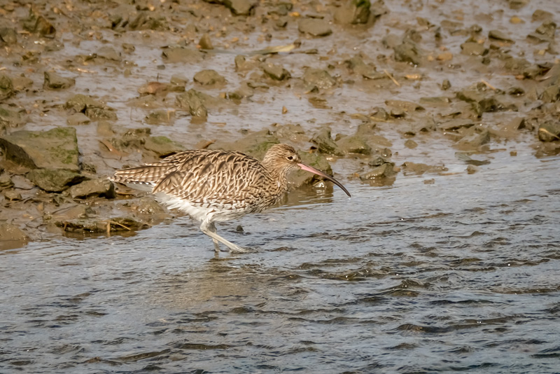 29th September 2018 – Lelant Saltings and St&nbsp;Ives