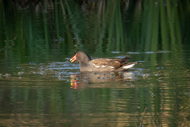 MT1D7363-Edit