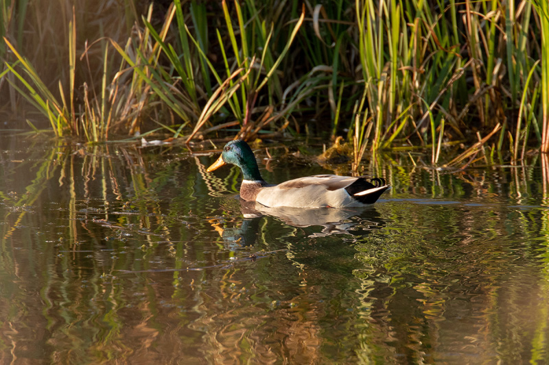 MT1D7364-Edit.jpg