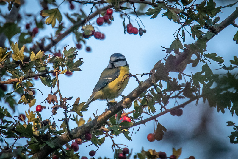 MT1D7397-Edit.jpg